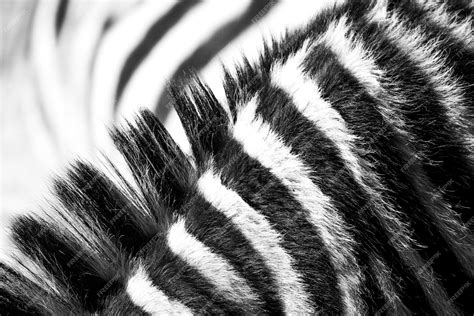 Premium Photo Zebra Photograph Africa Wildlife Safari With Beautiful