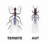 Images of Termite Insurance Florida