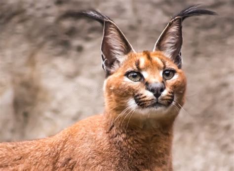 Caracal Looking For Some Prey Stock Photo Image Of Mammal Prey