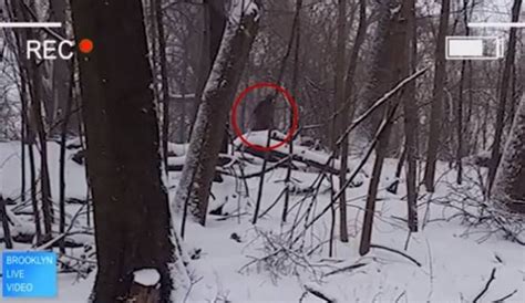 Bigfoot Evidence And Sightings 2015 Bigfoot Spotted In