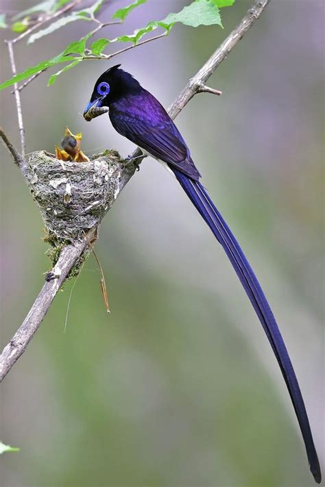 Black Paradise Flycatcher A Male With Very Long Tail Feathers