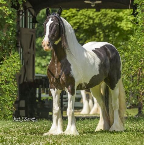 Stillwater Farm Our Horses Gypsy Vanner Horses Cashiers North