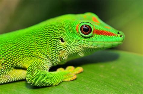 Love Madagascar Day Geckos As Well Must Be Something About That Color