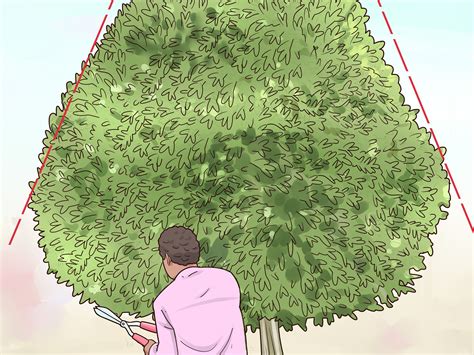 Dappled willow tree in winter. How to Prune a Dappled Willow | Dappled willow, Dappled ...