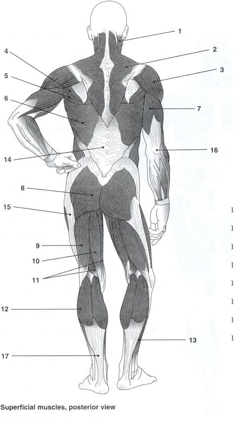 posterior muscles, unlabeled | Human muscle anatomy, Muscle anatomy