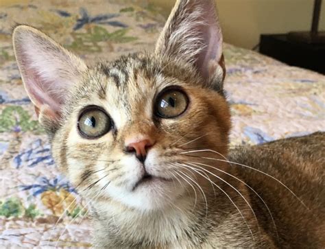 Olive Care Cat Adoption And Rescue Efforts