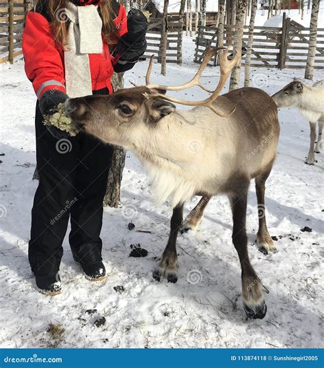 Feeding A Reindeer In Finnish Lapland Editorial Stock Photo Image Of