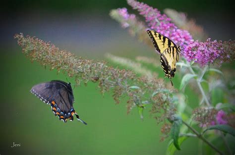 Eastern Tiger Swallowtails Photograph By Jennifer Krantz Fine Art America
