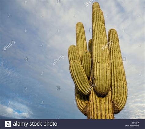 Usa Arizona Phoenix Saguaro Cactus High Resolution Stock Photography