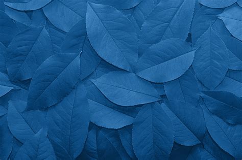 1k Blue Leaves Pictures Download Free Images On Unsplash