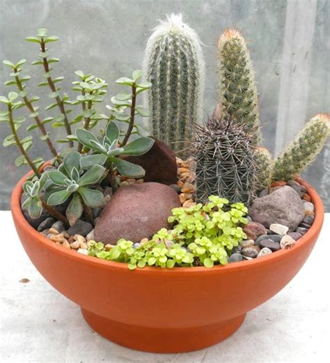 How To Make A Succulent Dish Garden Step By Step Tutorial Balcony