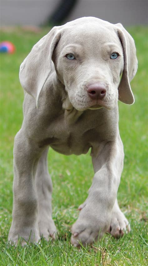 Weimaraner Puppy So Far Leading The Pack Must Do More Research