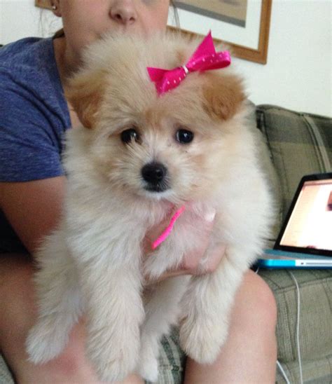 My 9 Week Old Pomapoo Puppy Pomeranian And Poodle Mix Love Your
