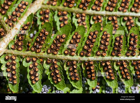 Spores On The Underside Of A Fern Leaf Stock Photo Alamy