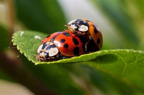 ¿cómo Se Reproducen Los Insectos Reino Animal