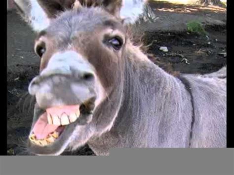 Donkey Laughing Hard