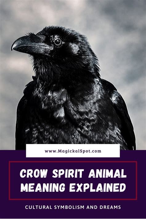Crow Spirit Animal Meaning Explained Symbolism And Dreams