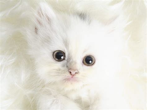 Funny Animals Cute White Kittens