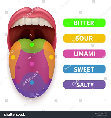 Realistic Tongue Basic Taste Areas Tasting Stock Vector Royalty Free