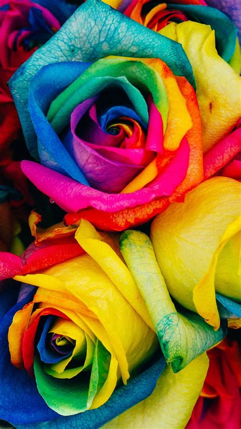 Rainbow Rose Wallpapers Wallpaper Cave