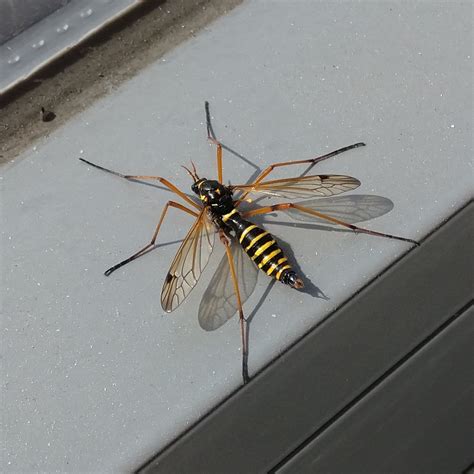 Large Mosquitowasp Like Insect ~4cm Seen In Belgium Whatsthisbug