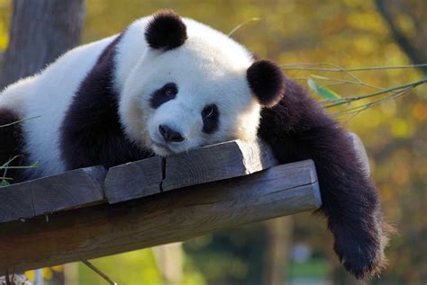 Oso Panda 🐼 ¡todo Sobre Nuestro Animal Favorito Todopandafun