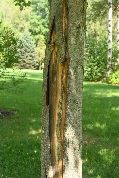 2 Maple Trees In Our Yard With Bark Splitting 770199 Ask Extension