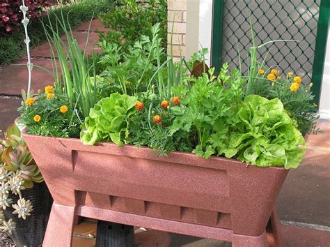 Top 10 Vegetables To Grow In Pots Gardendrum