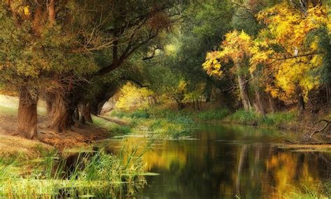 Hungary Fall River Trees Yellow Green Water Nature Landscape