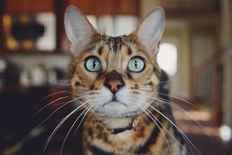 Close Up Of A Tiger Striped Cats Face Wide Eyed Tiger Cat 4k Hd Wallpaper