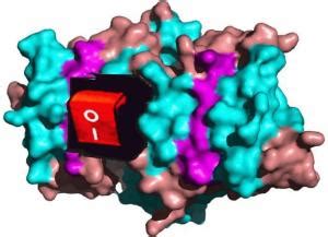 Bortezomib ist ein arzneistoff, der zur therapie des multiplen myeloms (plasmozytom) zugelassen ist. Den Schalter in der Zelle umlegen
