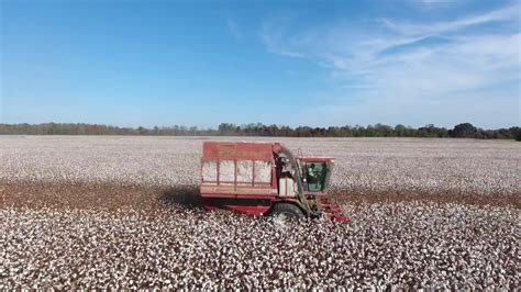 Cotton Harvest 2016 Drone View Youtube