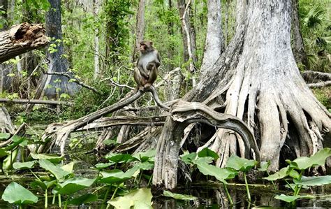 The facility is a renovation and addition of approximately 30,000 sf. Kayaking Silver Springs: Exquisite paddling trail is ...