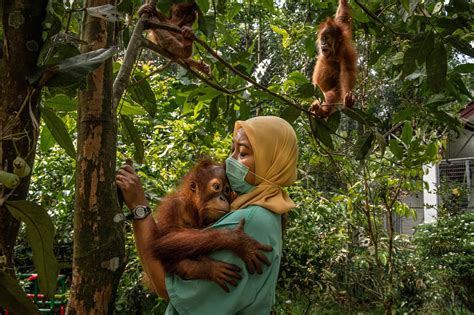 One Casualty Of The Palm Oil Industry An Orangutan Mother Shot 74