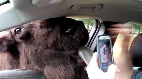 226101000) is a fishing it's sailing under the flag of fr france. Friendly Bison - YouTube
