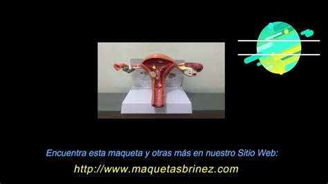 Maqueta Del Útero Y Ovarios Con Patologías Maquetas Briñez Lima Perú Youtube