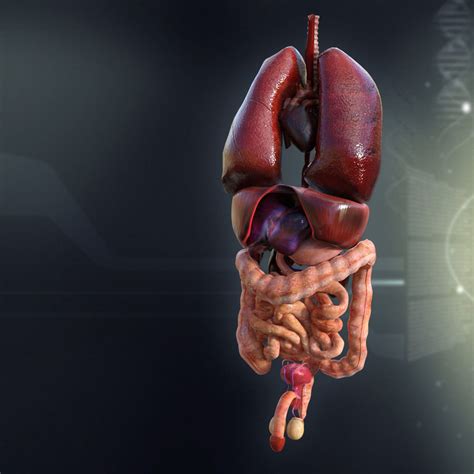 Human Body Organs Male