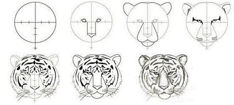 How To Draw A Tiger S Head In Different Ways Step By Step Instructions