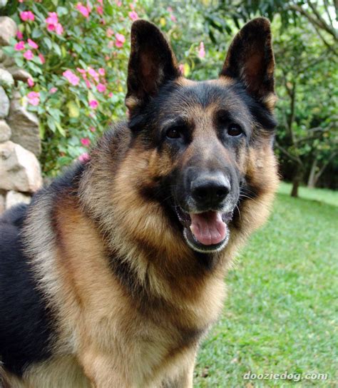 7 Facts You Didnt Know About The German Shepherd