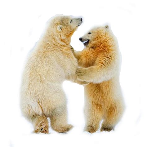 Download A Polar Bear Standing On Its Hind Legs 100 Free Fastpng