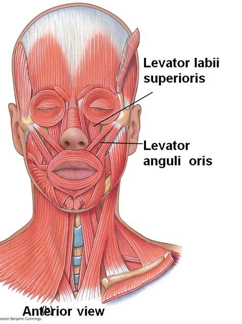Levator Labii Superioris Levator Anguli Oris Facial Muscles