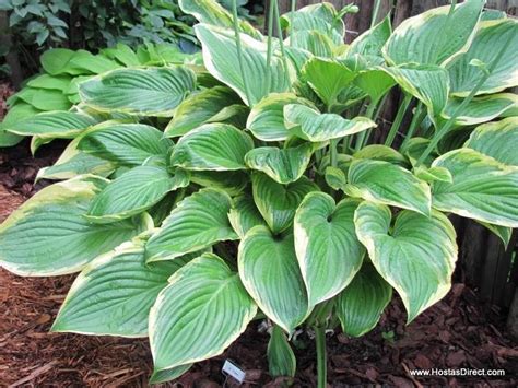 Hosta Victory Hostas Direct Hostas Hosta Varieties Plant Leaves