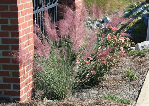 Use Gulf Muhly Grass For Winter Looks Color Mississippi State