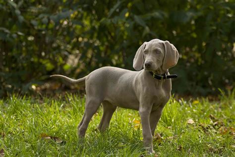 Weimaraner Dog Breed Characteristics And Care