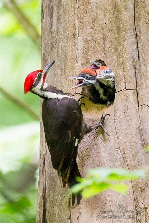 Photograph Pileated Woodpecker Feeding Young By Jason Massey On 500px Madarak