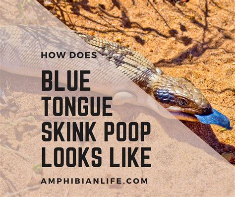 How Blue Tongue Skink Poop Look Like With Pictures Amphibian Life