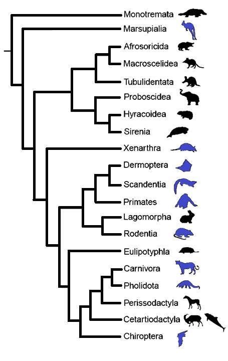Mammalian Phylogeny Adapted From Springer Et Al 2004 Indicating The