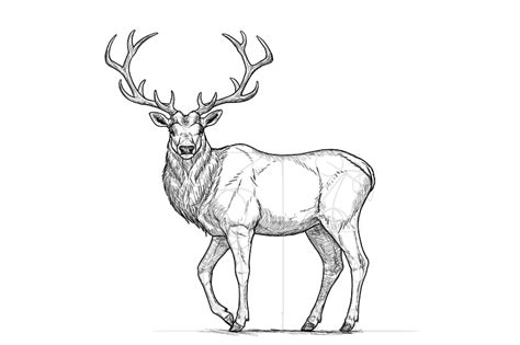 Elk Drawing At Explore Collection Of Elk Drawing