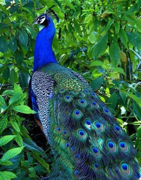 Indian Peacock 🦚 Rpeacocks