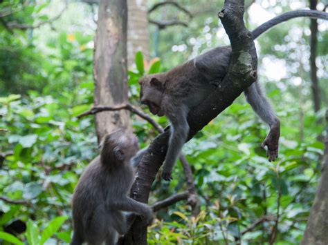 Sacred Monkey Forest Sanctuary Ubud Indonesia Sonya And Travis